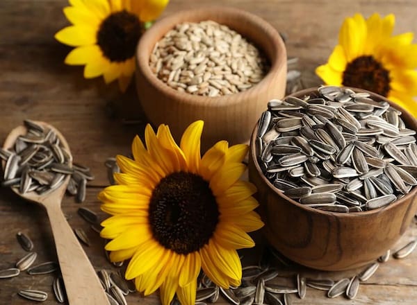 تصویر 5 از قیمت تخمه آفتابگردان خام با کیفیت ارزان + خرید عمده